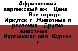 Африканский карликовый ёж › Цена ­ 6 000 - Все города, Иркутск г. Животные и растения » Другие животные   . Курганская обл.,Курган г.